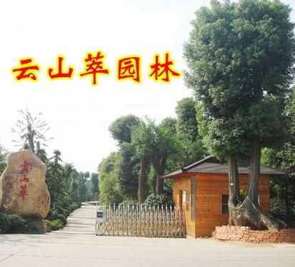 長沙云山萃 園林綠化工程的匠心與詩意