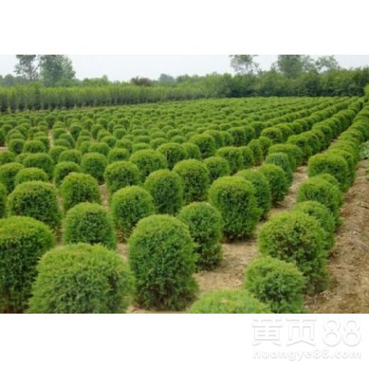 漳州綠化苗木供應(yīng) 精心培育園林綠化工程的綠色基石