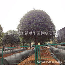 湖南園林綠化批發(fā)廠家價(jià)格與生產(chǎn)廠家全解析 選擇更可靠的理由